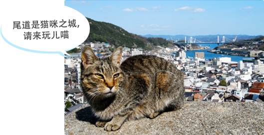 尾道是猫咪之城，请来玩儿喵♪